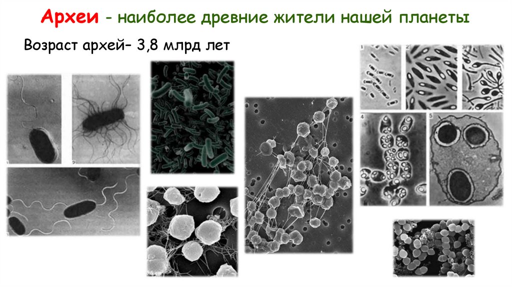 Археи - наиболее древние жители нашей планеты