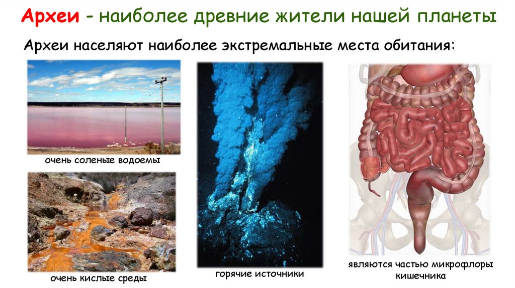 Археи - наиболее древние жители нашей планеты