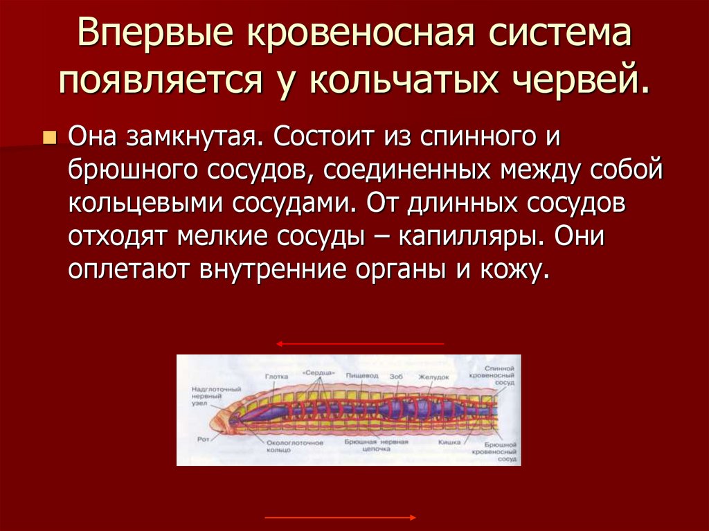 Впервые кровеносная система появляется у кольчатых червей.