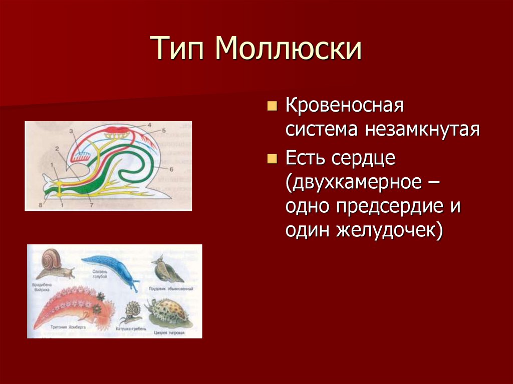 Тип Моллюски