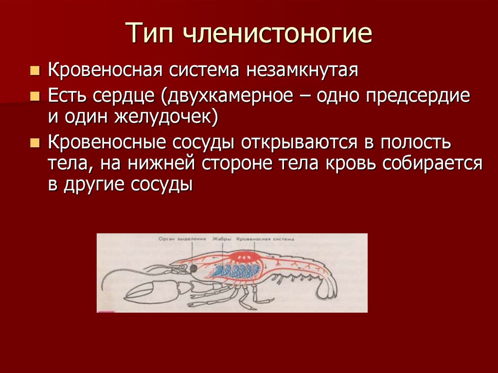 Тип членистоногие