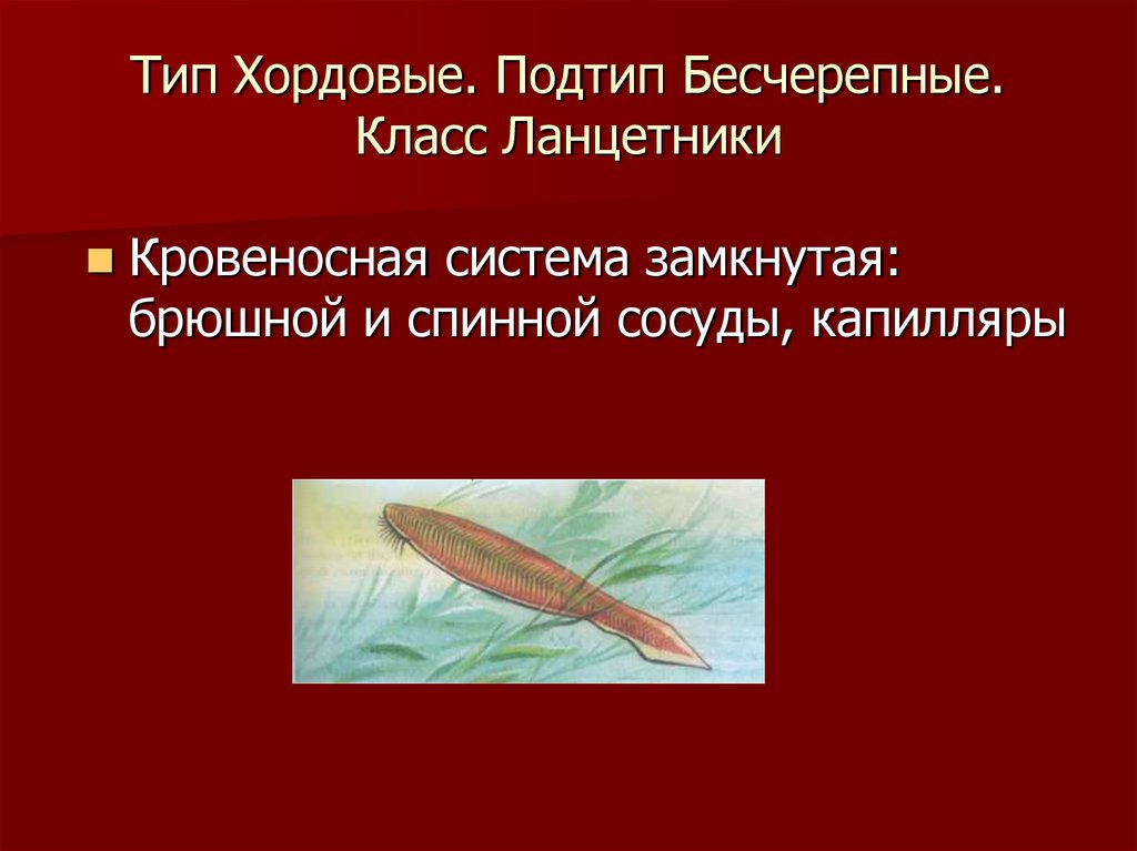 Тип Хордовые. Подтип Бесчерепные. Класс Ланцетники