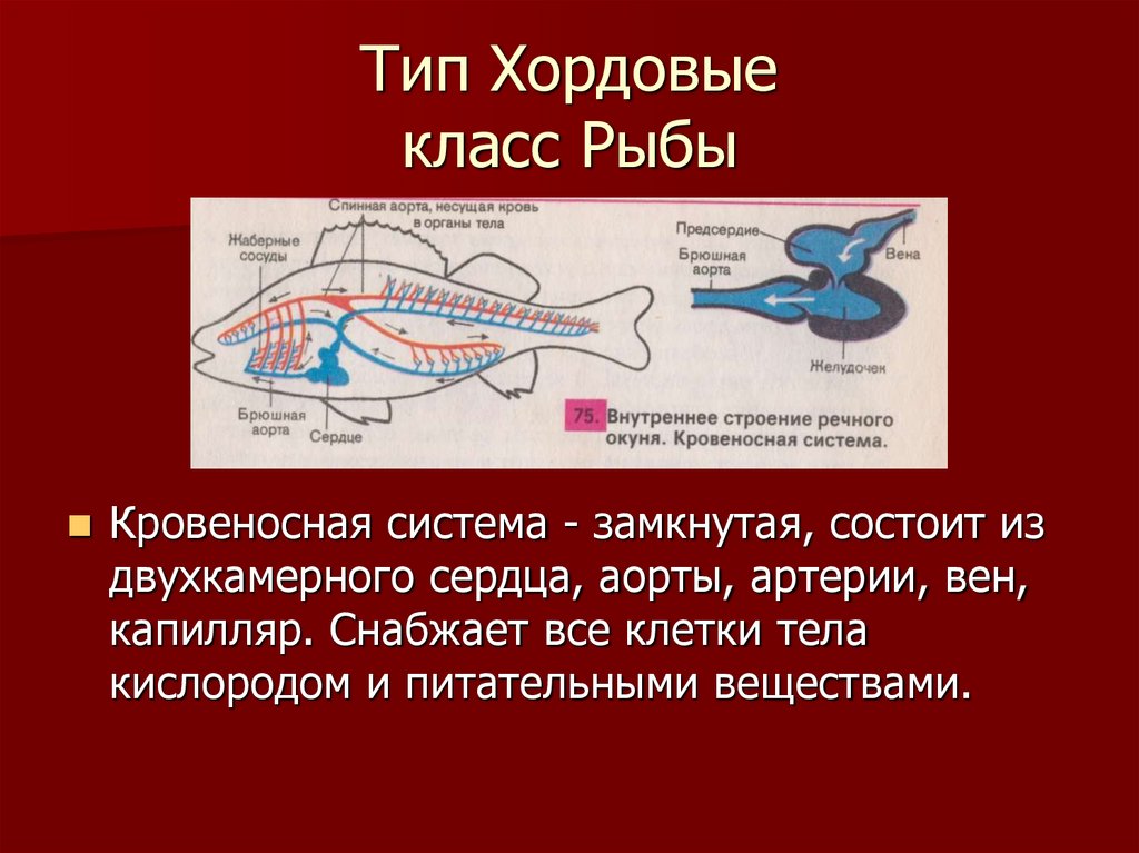 Тип Хордовые класс Рыбы