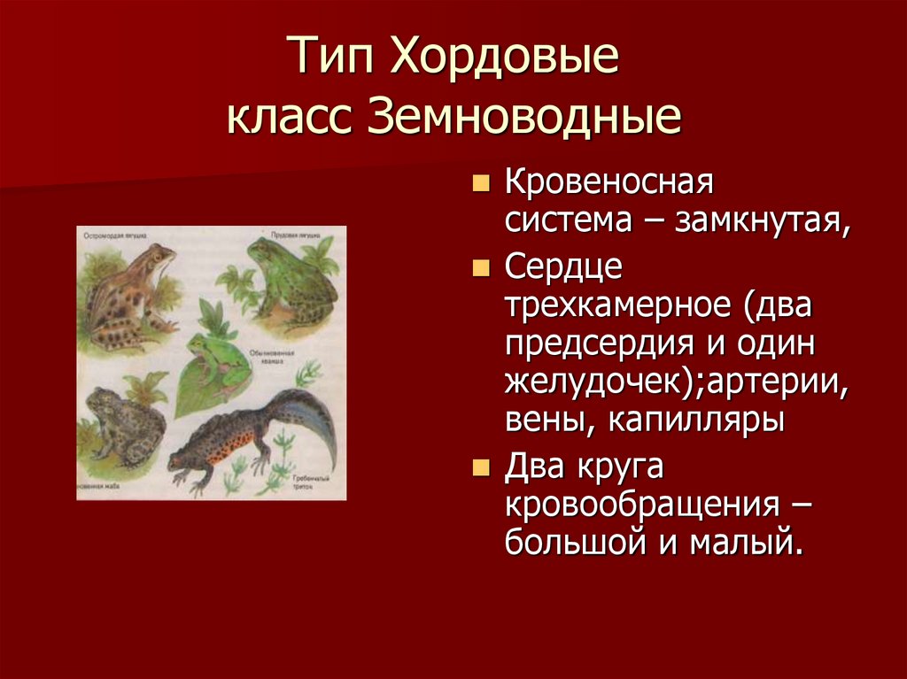 Тип Хордовые класс Земноводные