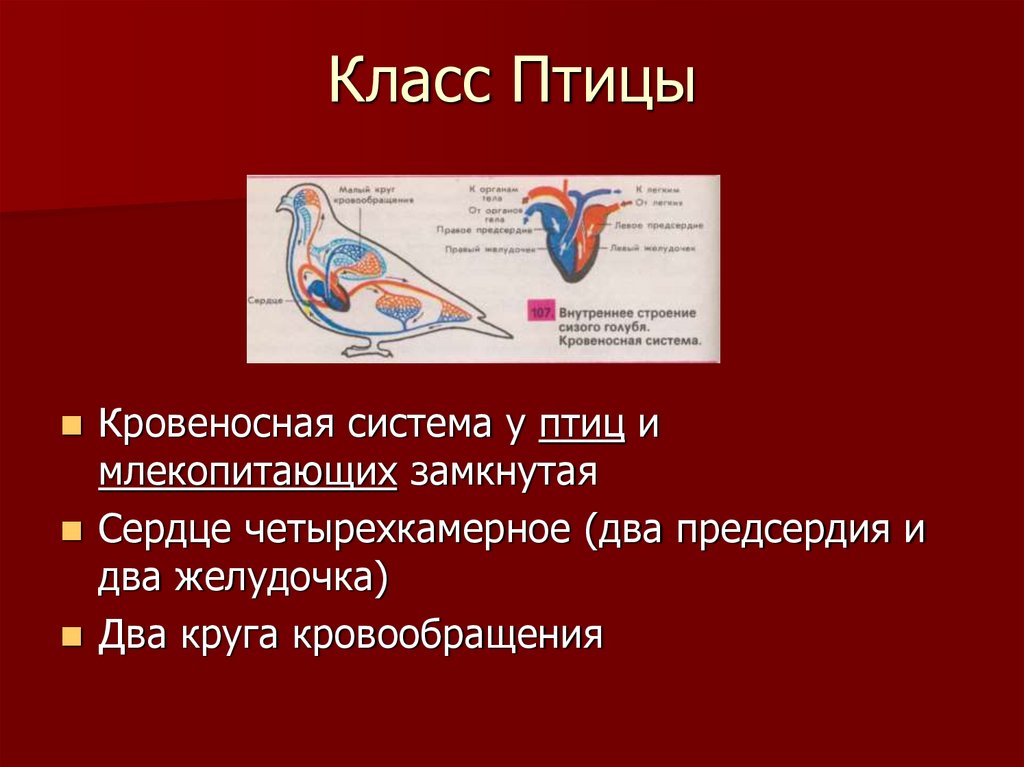 Класс Птицы