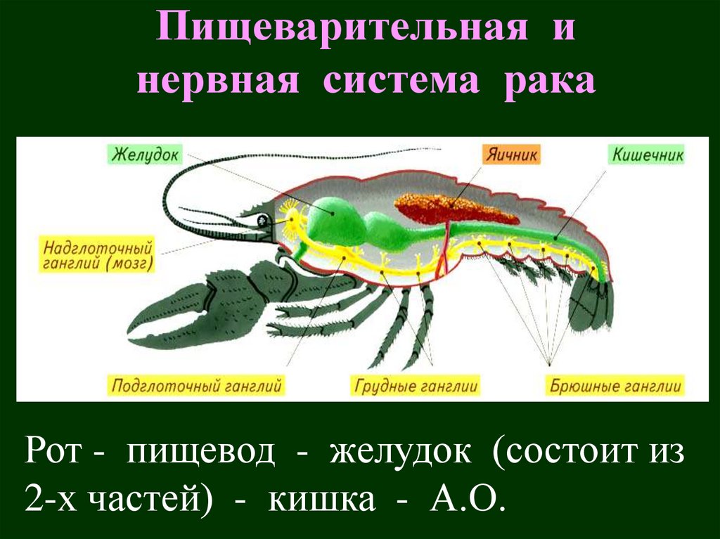Пищеварительная и нервная система рака