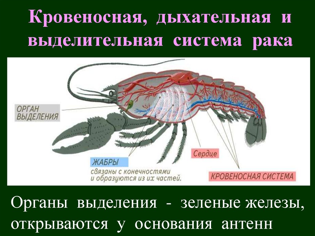 Кровеносная, дыхательная и выделительная система рака