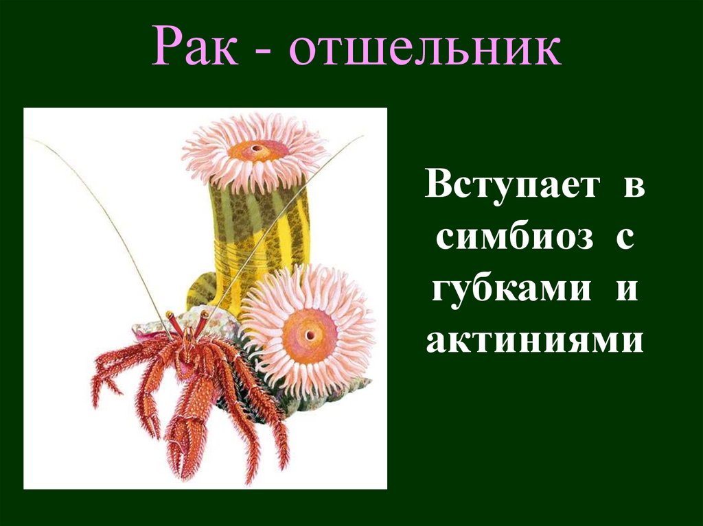 Рак - отшельник