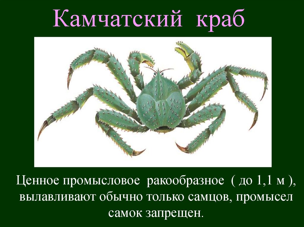 Камчатский краб