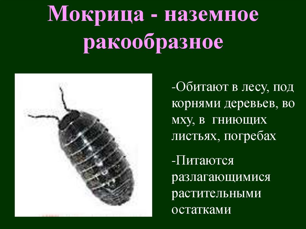 Мокрица - наземное ракообразное