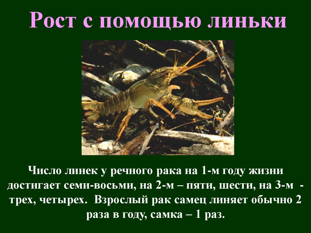 Рост с помощью линьки