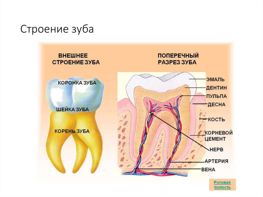 Строение зуба
