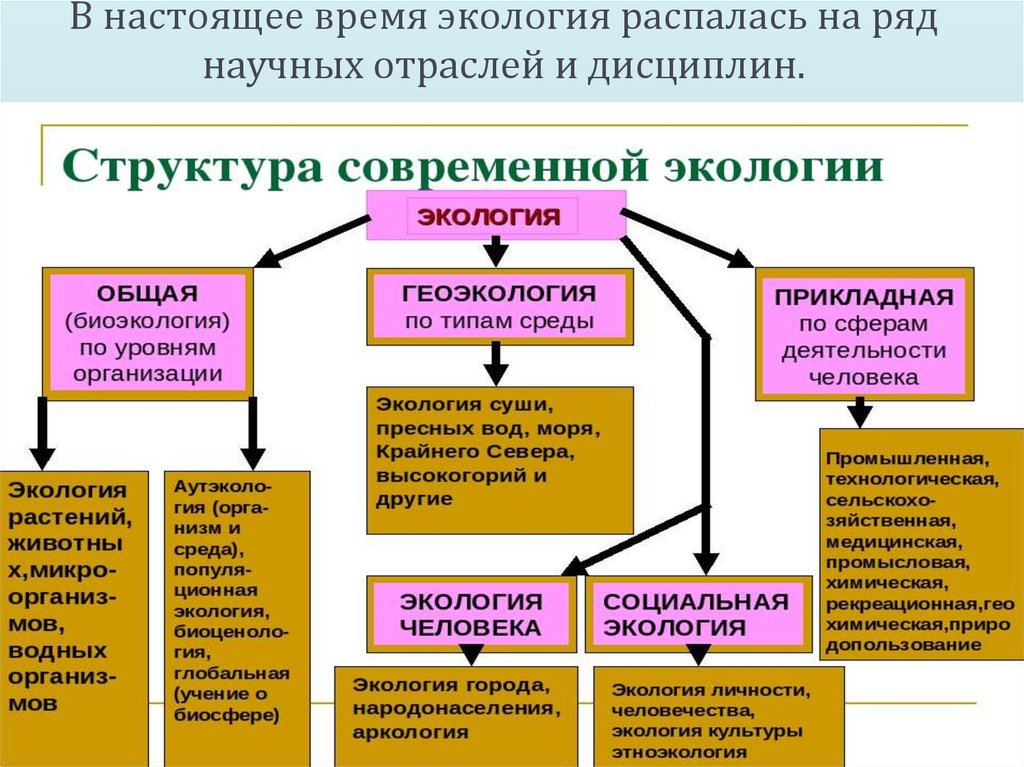 В настоящее время экология распалась на ряд научных отраслей и дисциплин.