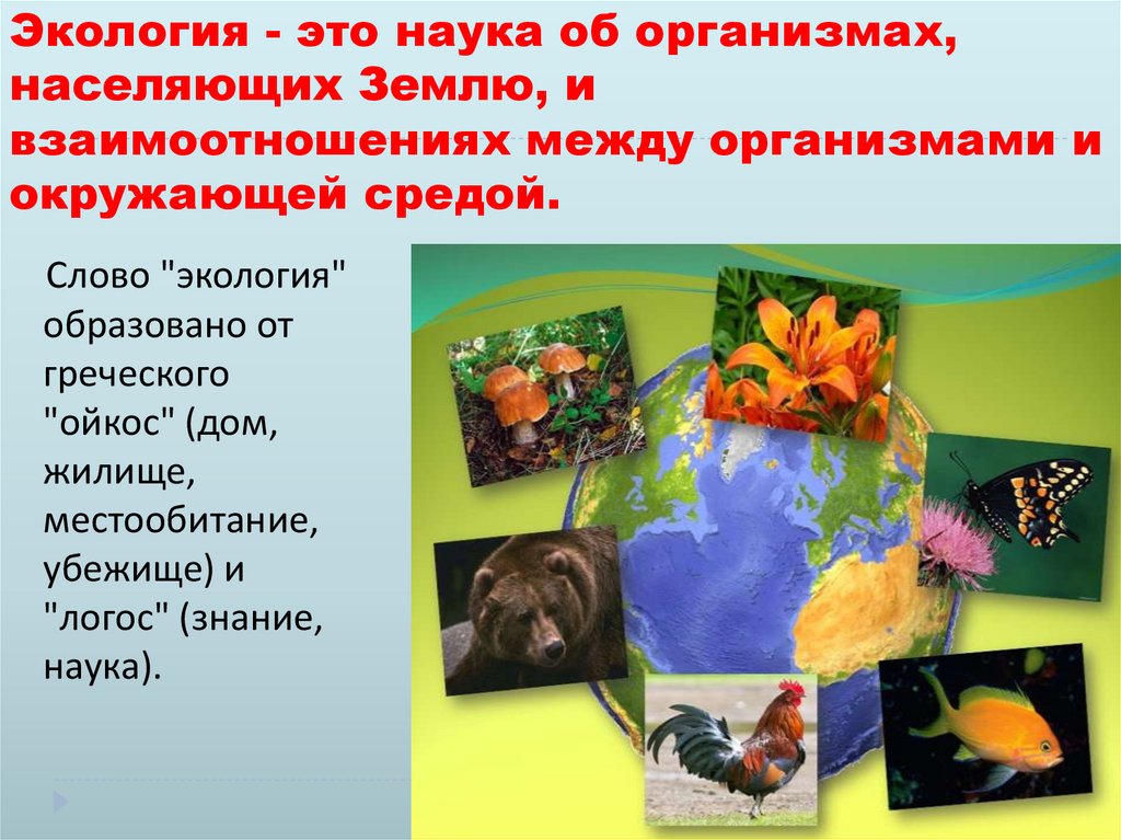 Экология - это наука об организмах, населяющих Землю, и взаимоотношениях между организмами и окружающей средой.
