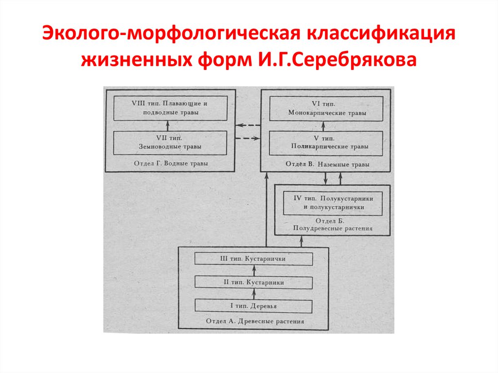 Эколого-морфологическая классификация жизненных форм И.Г.Серебрякова