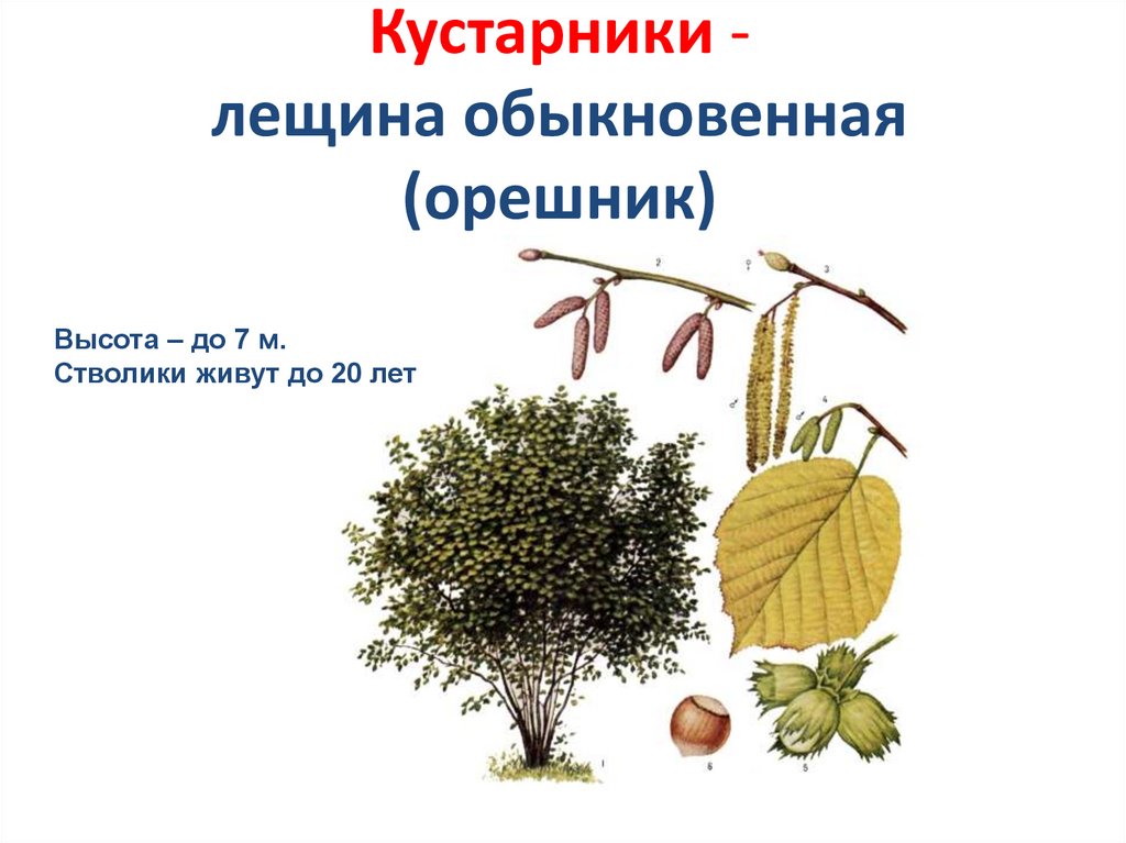 Кустарники - лещина обыкновенная (орешник)