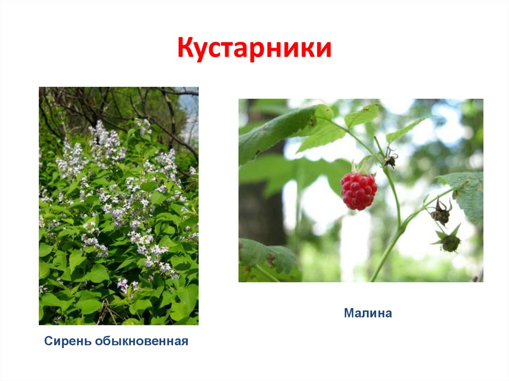 Кустарники