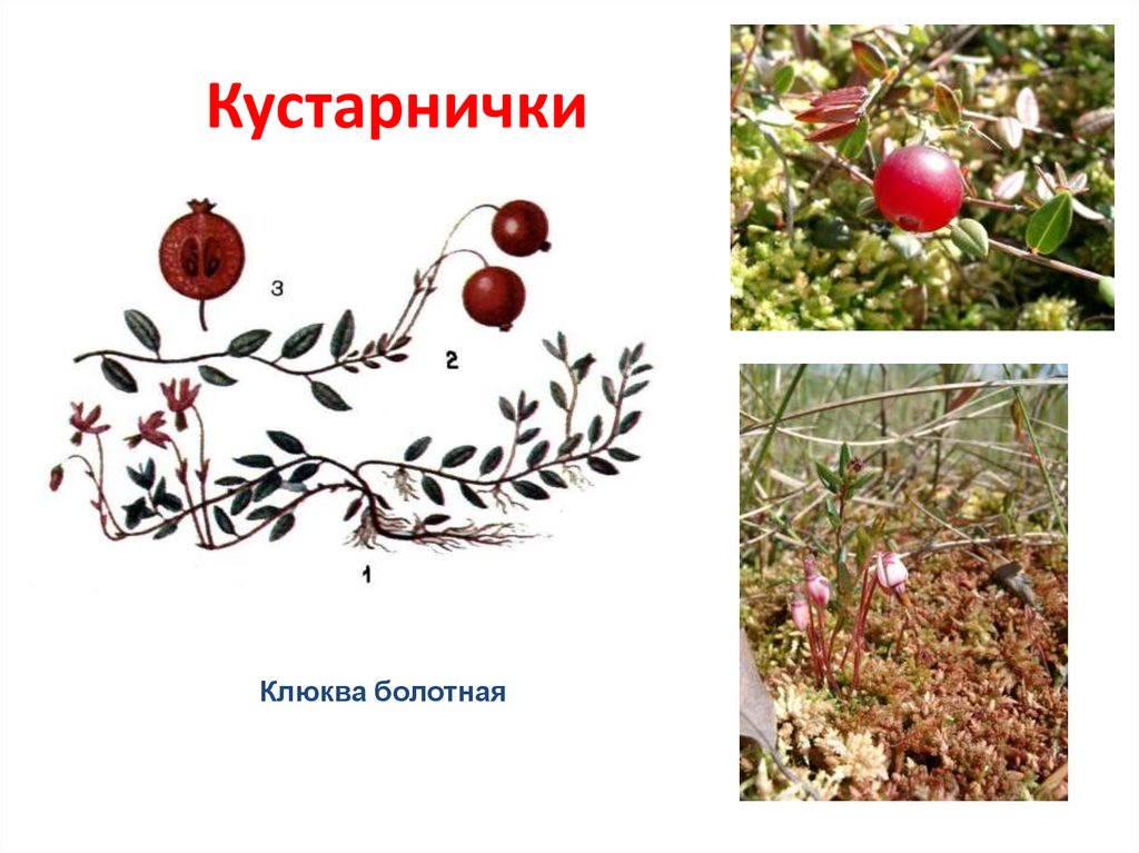 Кустарнички