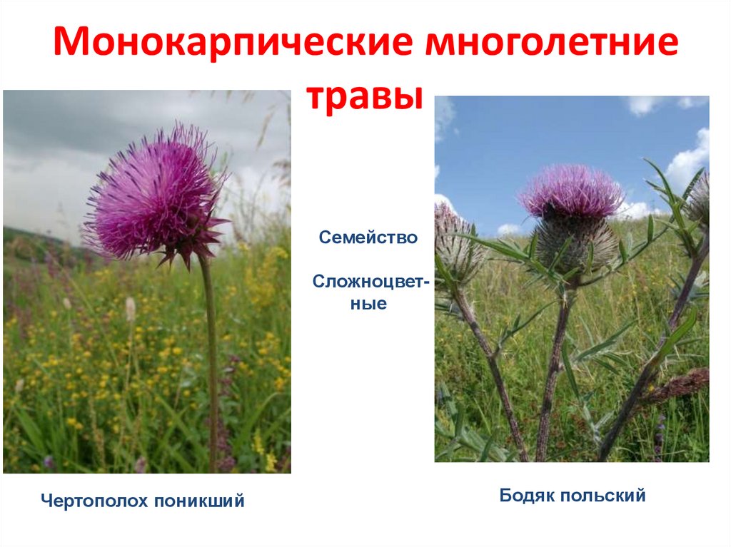 Монокарпические многолетние травы