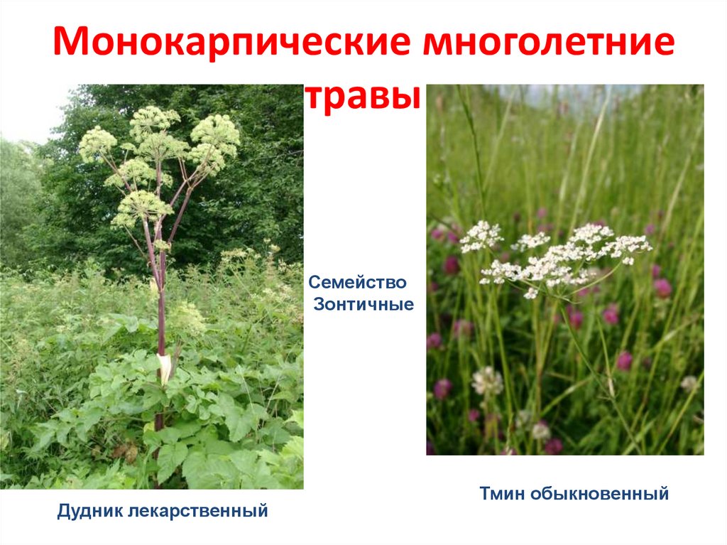 Монокарпические многолетние травы