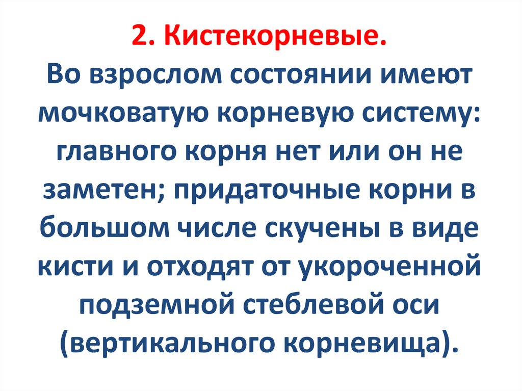 2. Кистекорневые. Во взрослом состоянии имеют мочковатую корневую систему: главного корня нет или он не заметен; придаточные