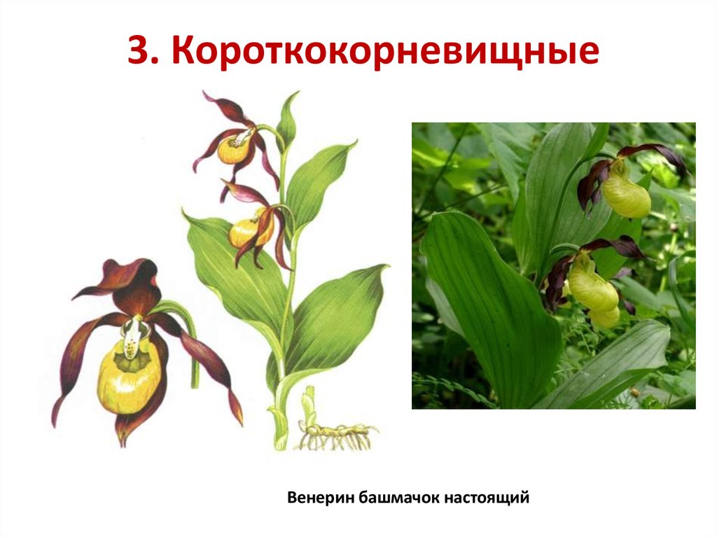 3. Короткокорневищные