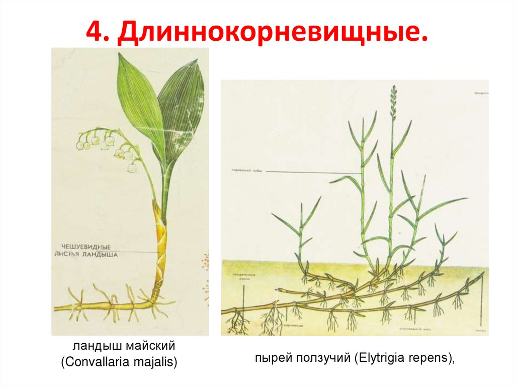 4. Длиннокорневищные.