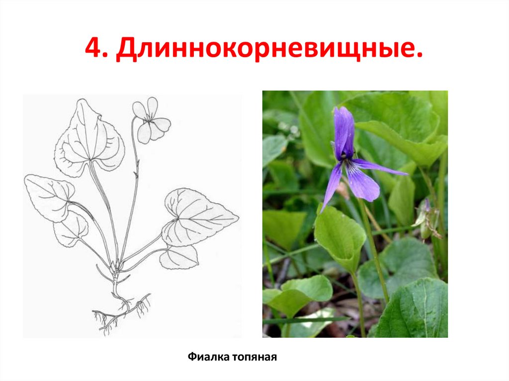 4. Длиннокорневищные.