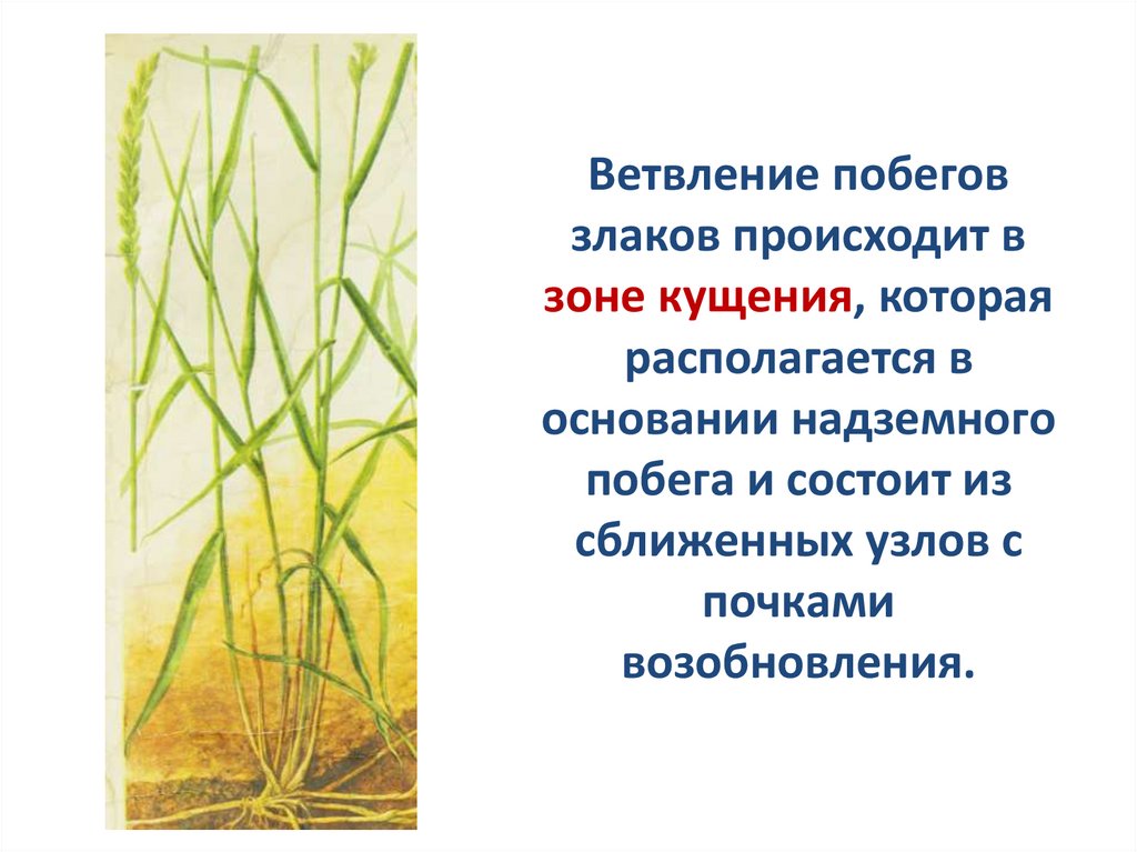 Ветвление побегов злаков происходит в зоне кущения, которая располагается в основании надземного побега и состоит из сближенных
