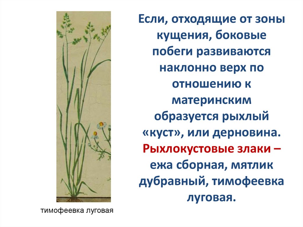 Если, отходящие от зоны кущения, боковые побеги развиваются наклонно верх по отношению к материнским образуется рыхлый «куст»,