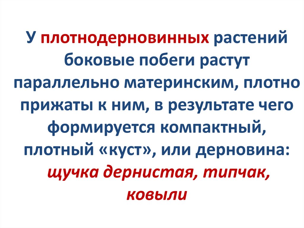У плотнодерновинных растений боковые побеги растут параллельно материнским, плотно прижаты к ним, в результате чего формируется