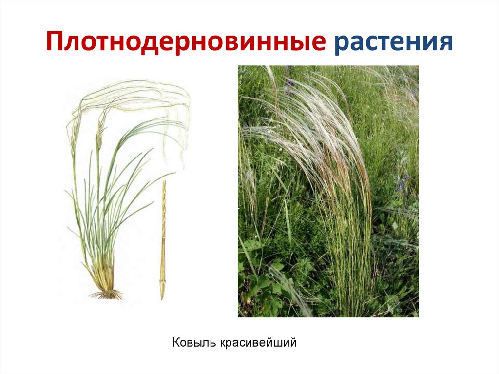 Плотнодерновинные растения