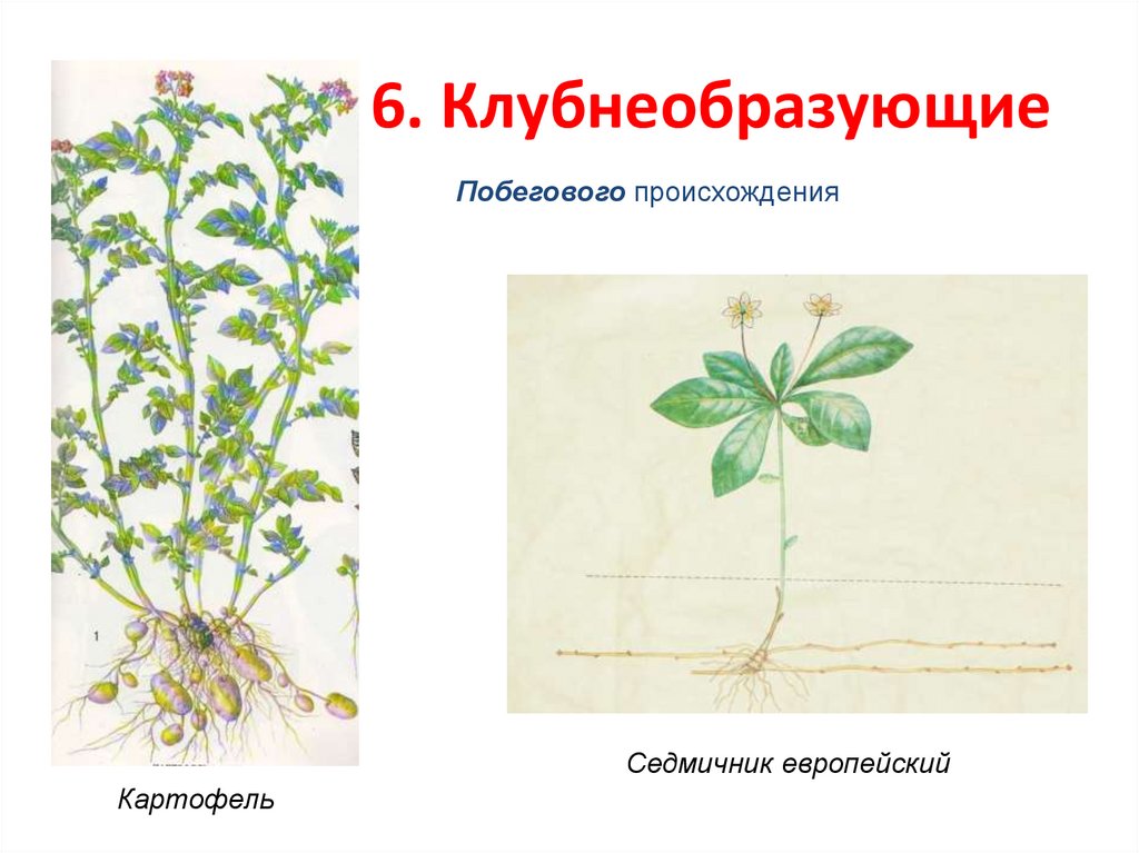 6. Клубнеобразующие