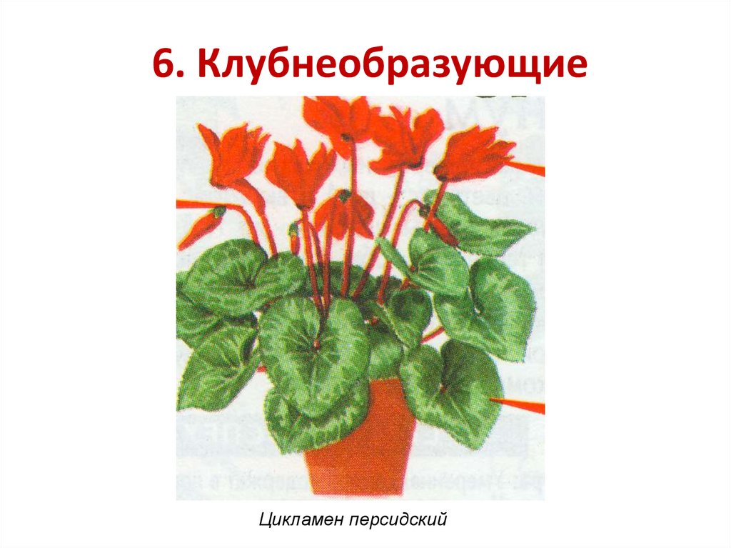6. Клубнеобразующие