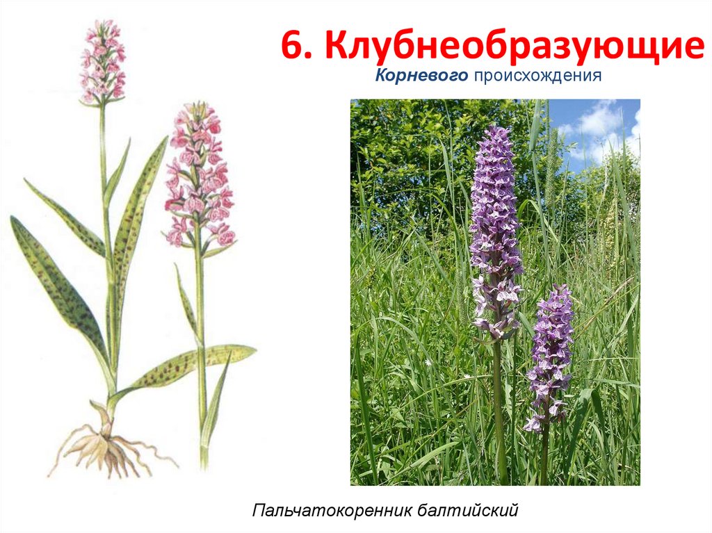 6. Клубнеобразующие