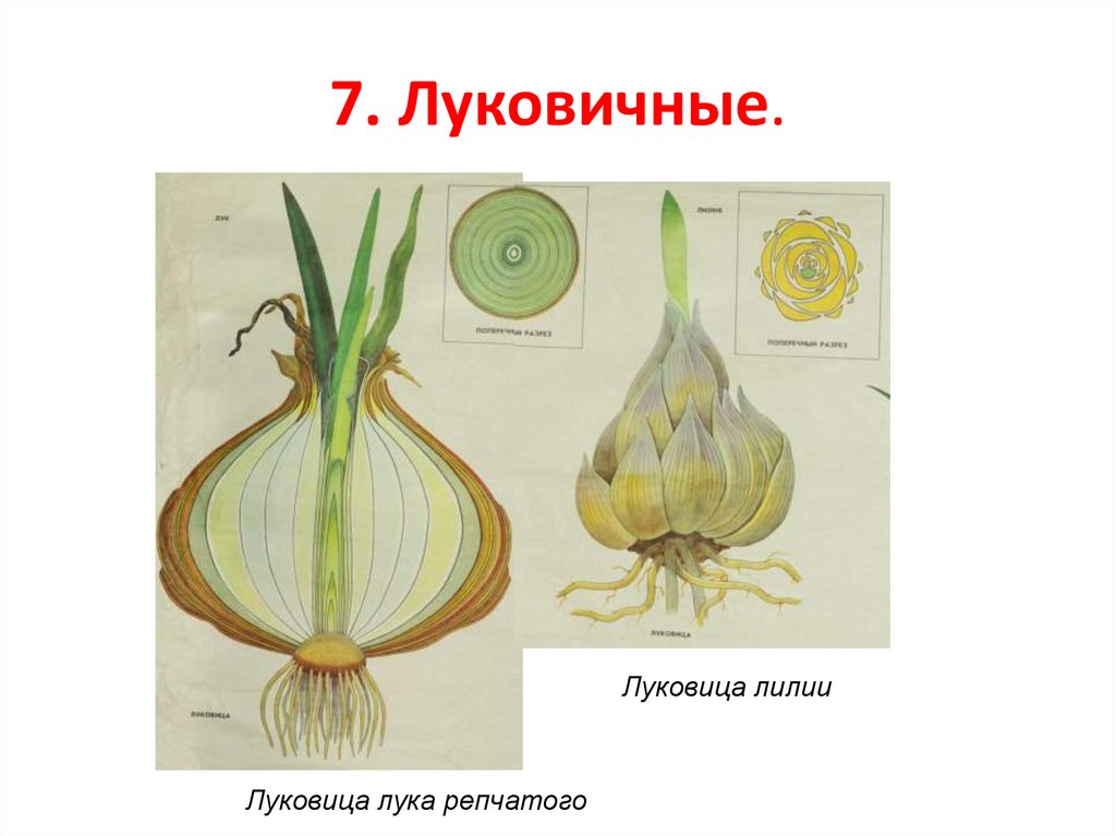 7. Луковичные.