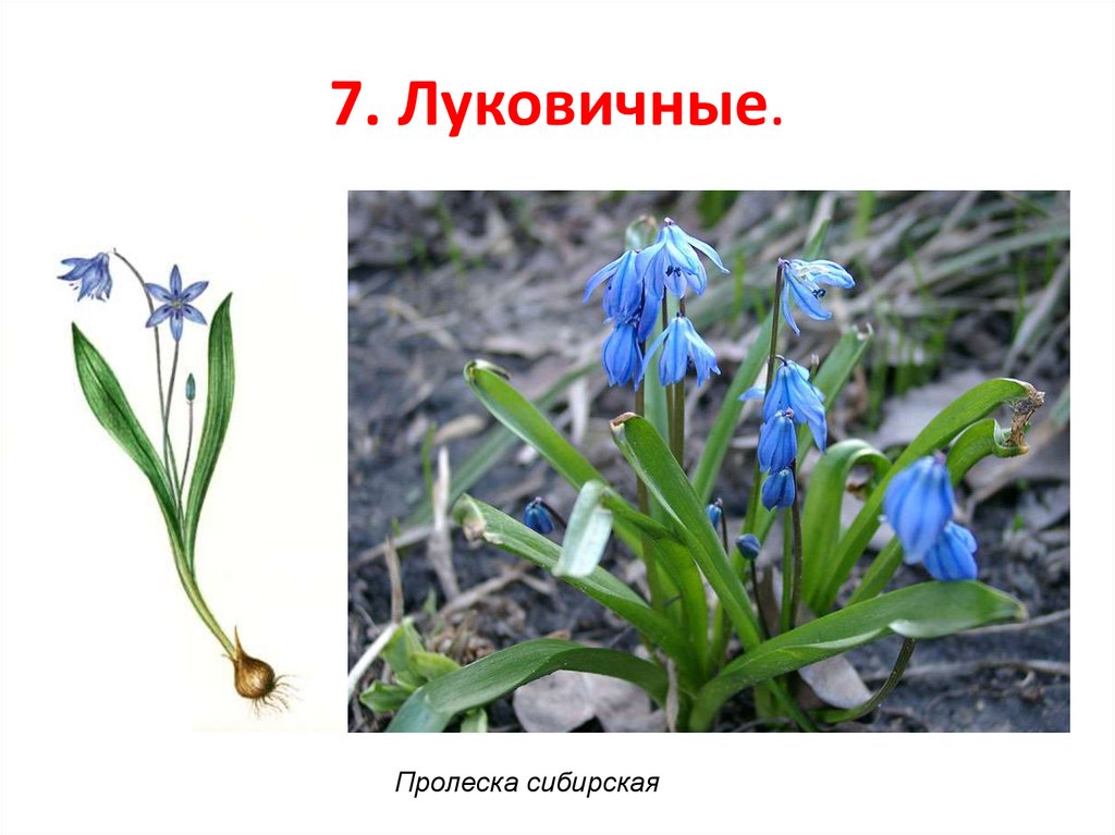 7. Луковичные.