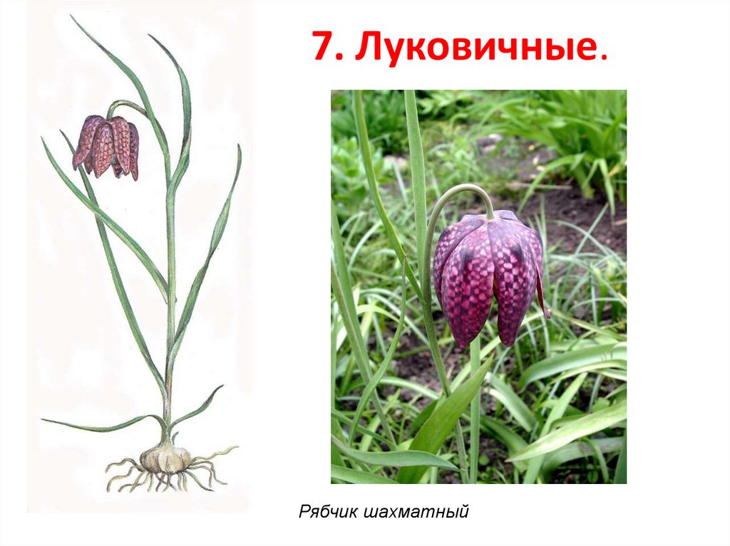 7. Луковичные.