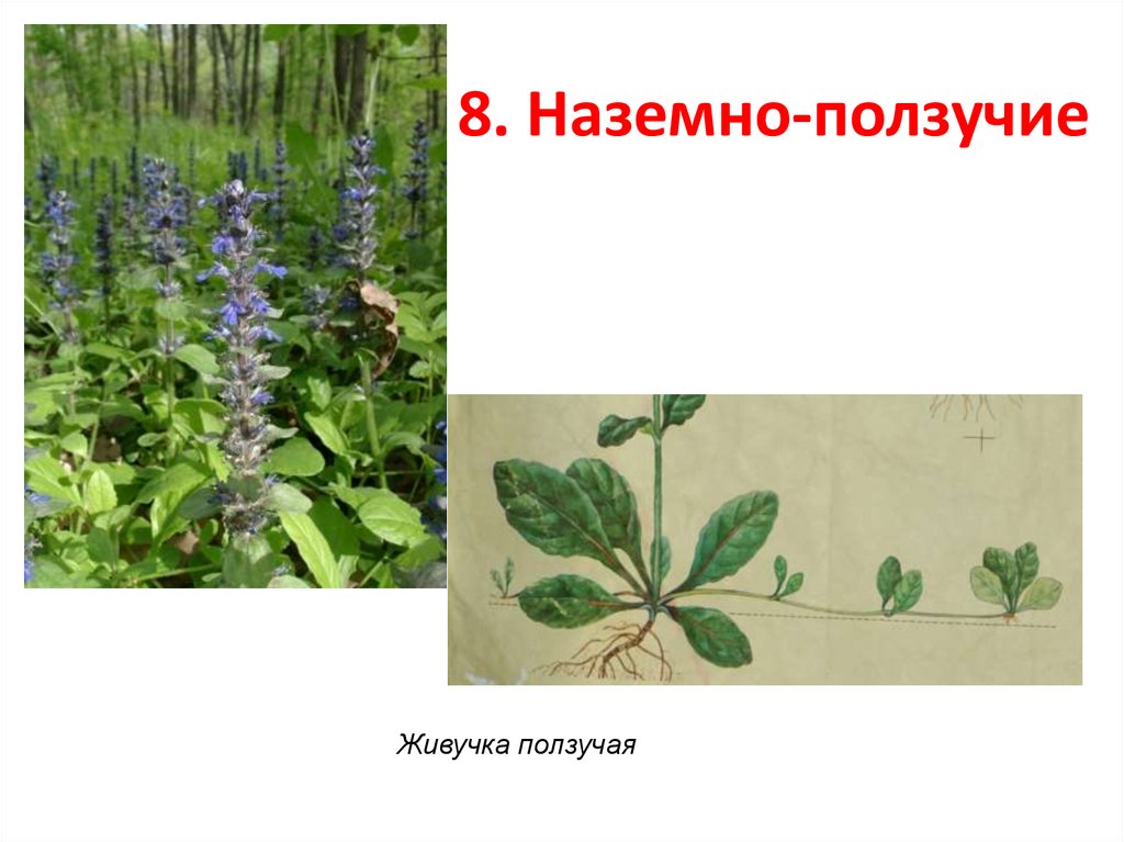 8. Наземно-ползучие