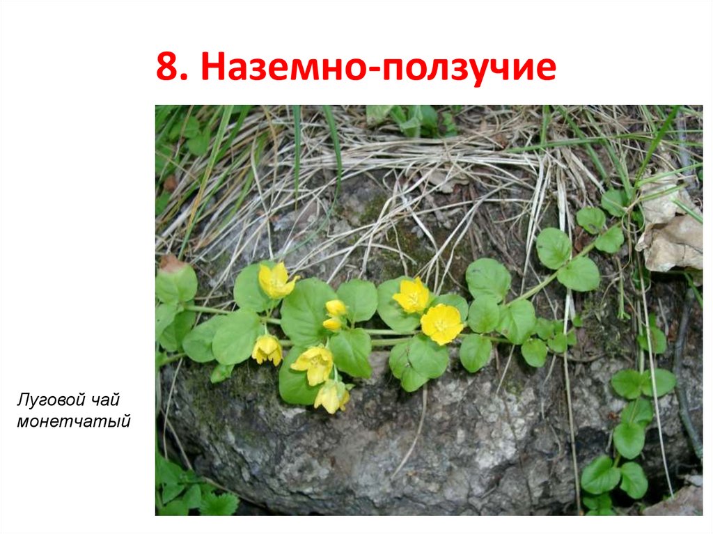 8. Наземно-ползучие