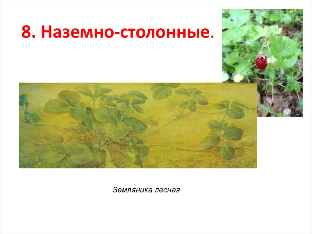 8. Наземно-столонные.