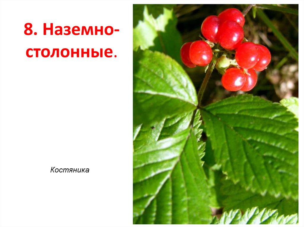 8. Наземно- столонные.