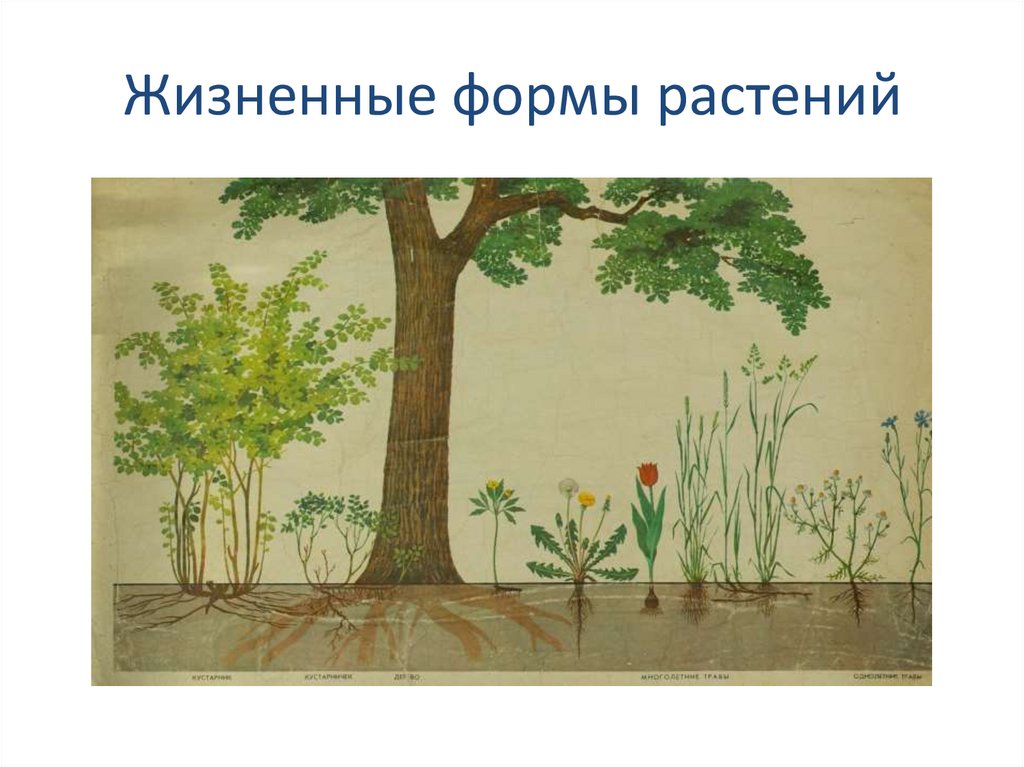 Жизненные формы растений