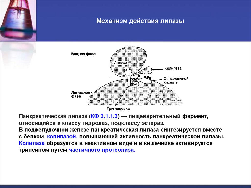Механизм действия липазы