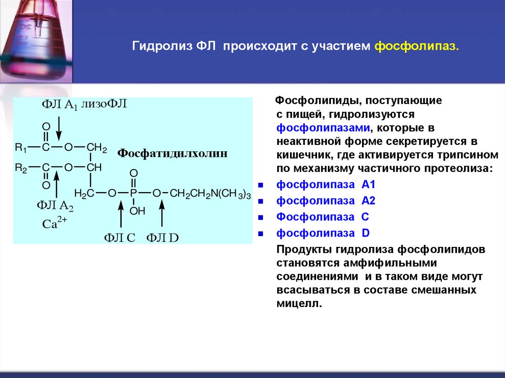 Гидролиз ФЛ происходит с участием фосфолипаз.