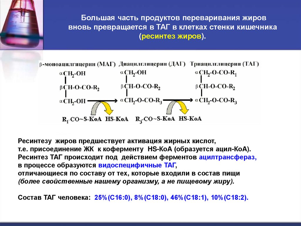 Большая часть продуктов переваривания жиров вновь превращается в ТАГ в клетках стенки кишечника (ресинтез жиров).