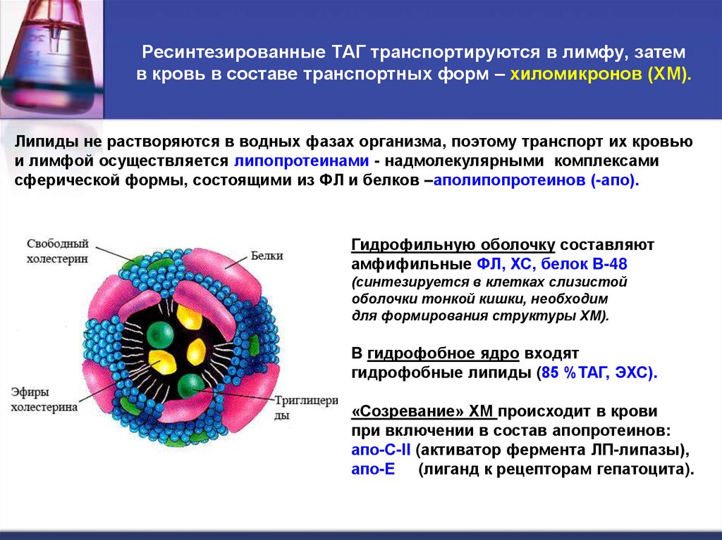 Ресинтезированные ТАГ транспортируются в лимфу, затем в кровь в составе транспортных форм – хиломикронов (ХМ).