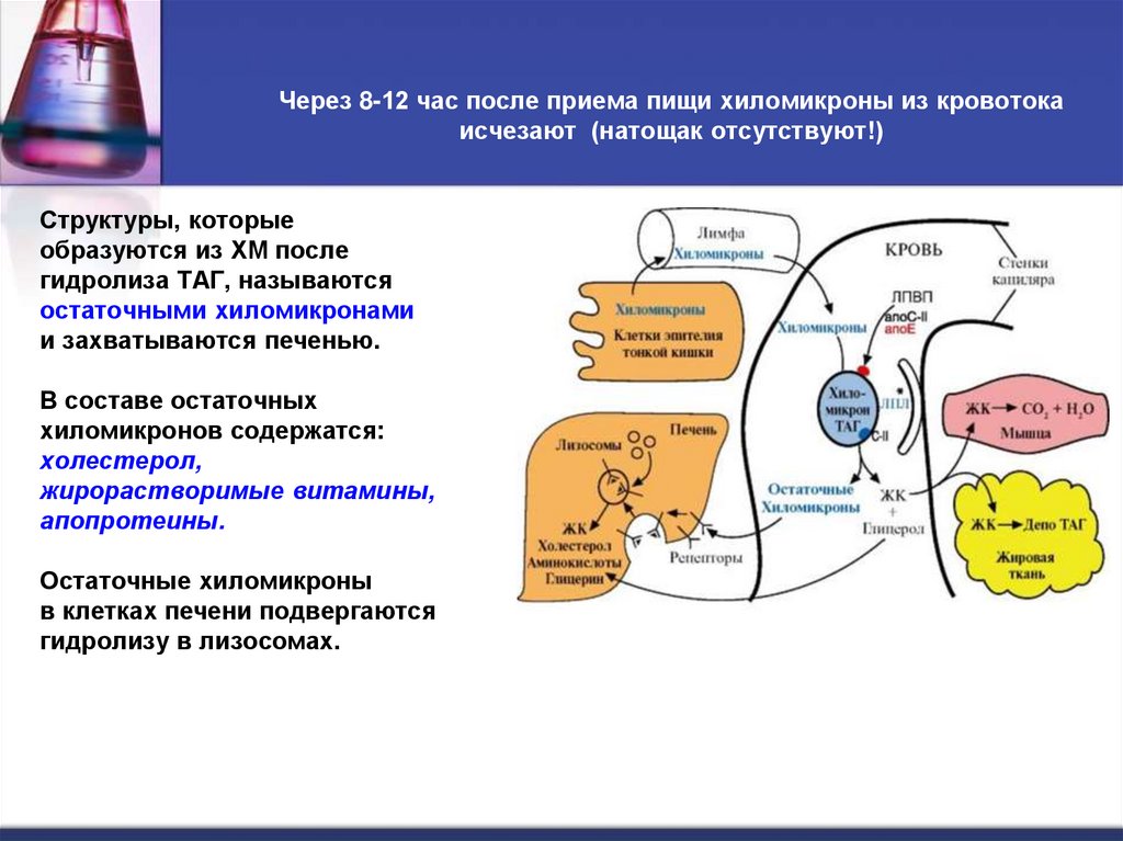 Через 8-12 час после приема пищи хиломикроны из кровотока исчезают (натощак отсутствуют!)