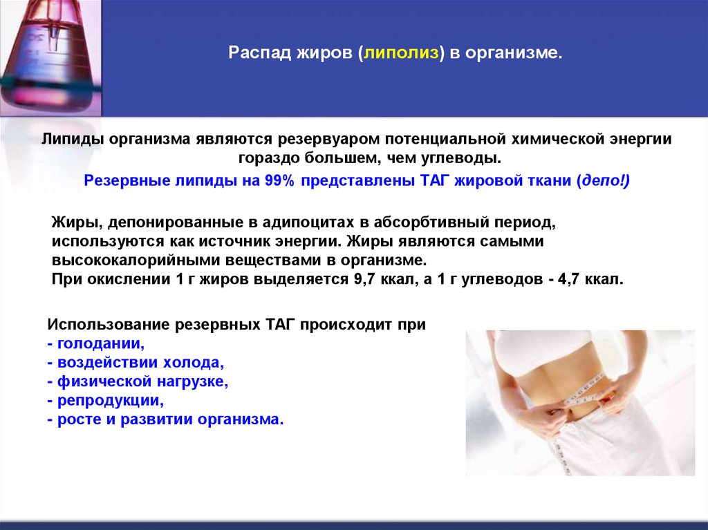 Распад жиров (липолиз) в организме.