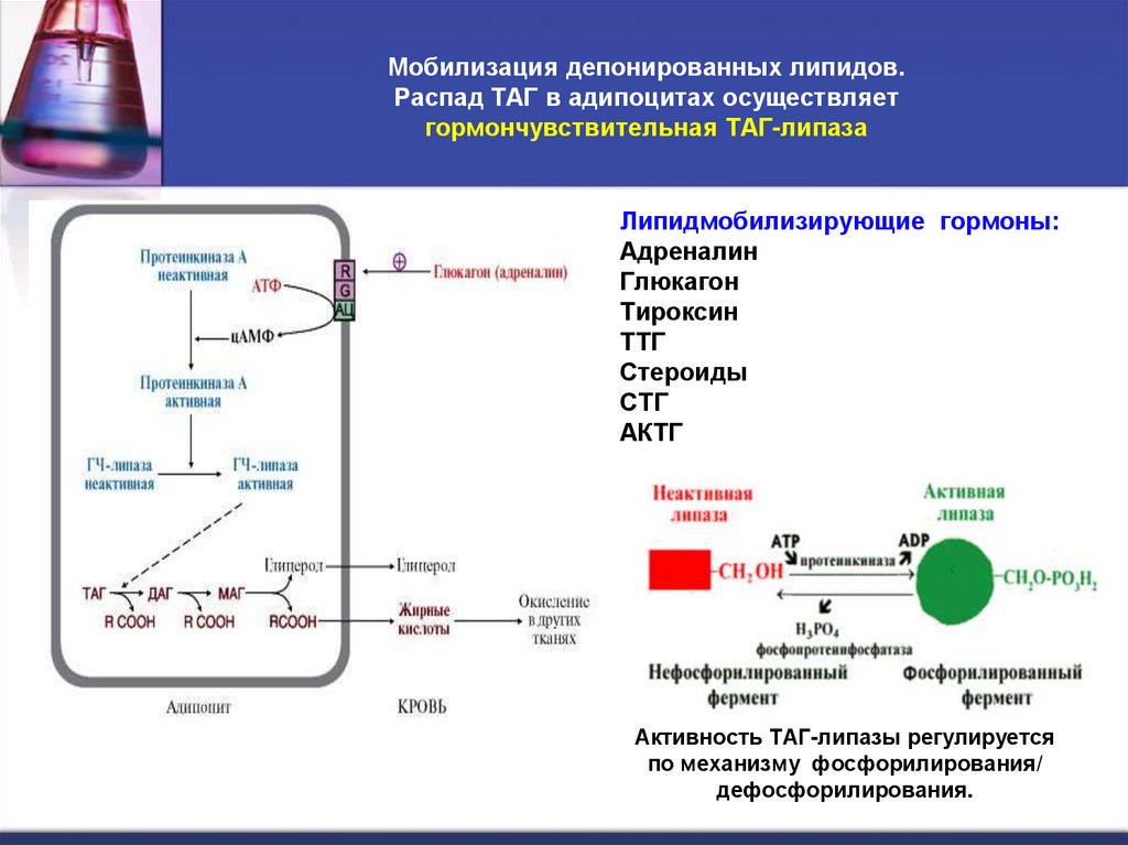 Мобилизация депонированных липидов. Распад ТАГ в адипоцитах осуществляет гормончувствительная ТАГ-липаза